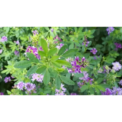 Rachel / Рахель