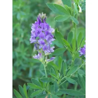 Регина / Регіна