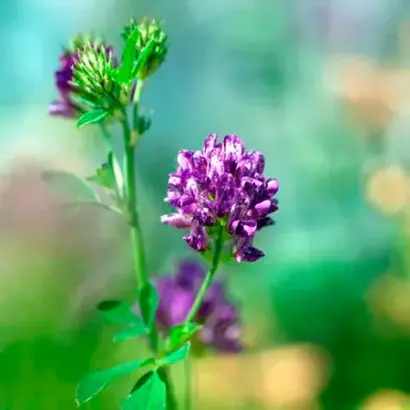 FRAVER / ФРАВЕР