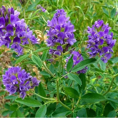 Винничанка / Вінничанка