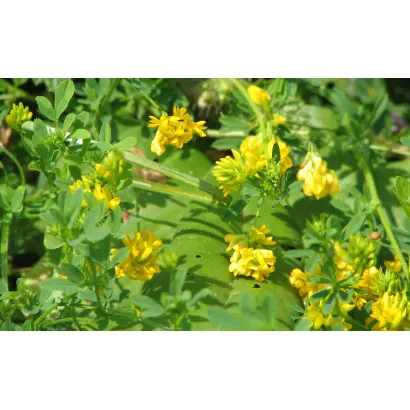 Наречена Півночі