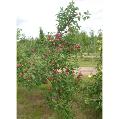 ALLEGRO / АЛЛЕГРО