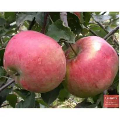 Аскольда (Прелюдия) / Аскольда