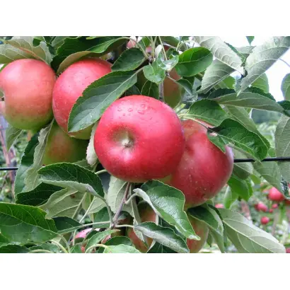 Bellida / Белліда