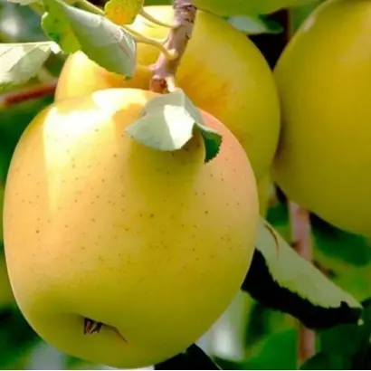 Golden Delicious / Голден Делішес