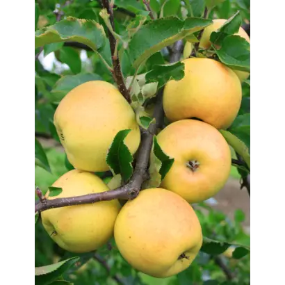 Golden Delicious Clon B / Голден Делішес клон Б