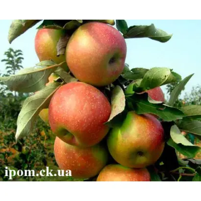 Городищенське