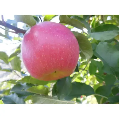 Gradisca / Градіска