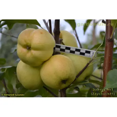 ZOUK 17 / ЗАУК 17