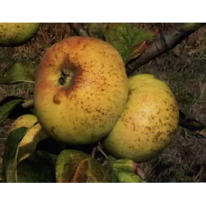 Зимова Вітамінка