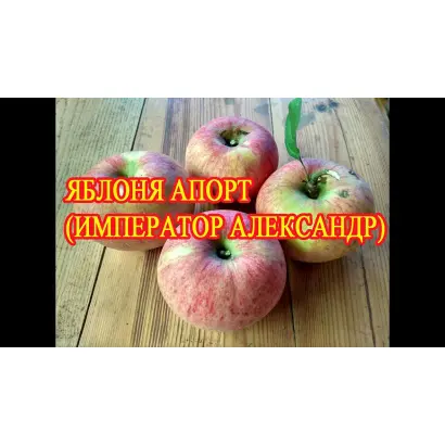 Ipador / Іпадор