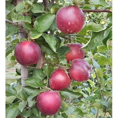 СIVG 198 / КІВГ 198