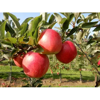 Kizuri / Кізурі