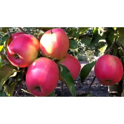 MAJESTY / МАДЖЕСТІ