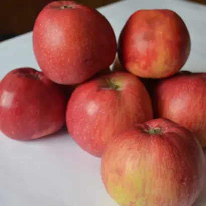 Млиевчанка осенняя / Мліївчанка осіння