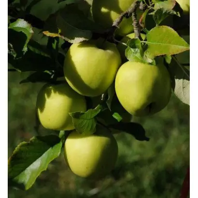 Nicogreen / Нікогрін