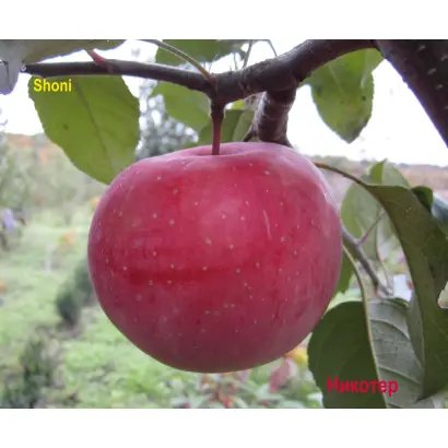 Nicoter / Нікотер