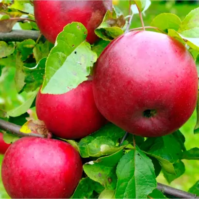 Перлина Києва