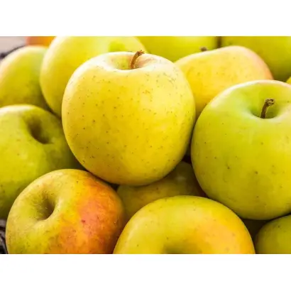 Rea Gold / Реа Голд