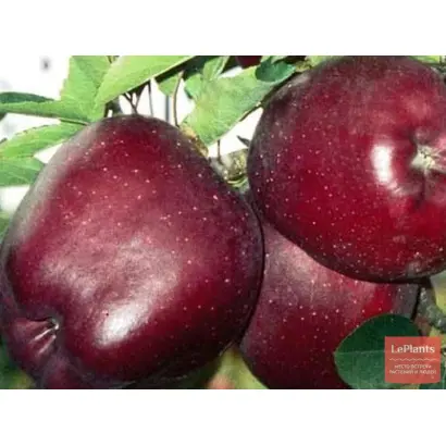 Rea Cadis / Реа Кадіс