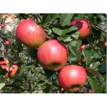 Red Topaz / Ред Топаз