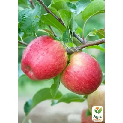 Rekarda / Рекарда