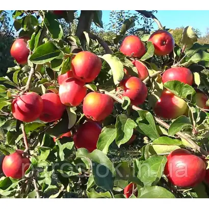 Recolor / Реколор