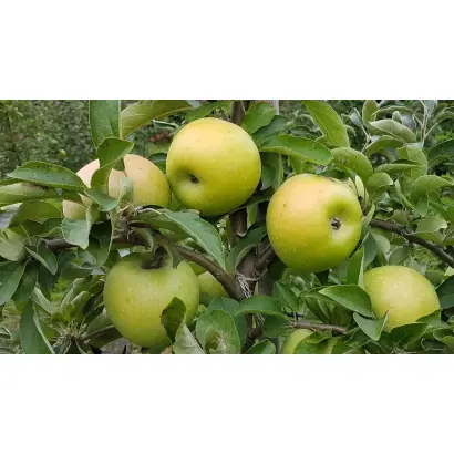 Ренет Симиренко / Ренет Симиренка