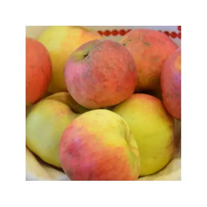 Renora / Ренора