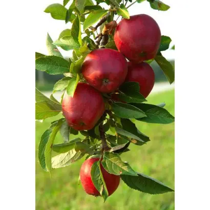 Richared Delicious / Річаред Делішес