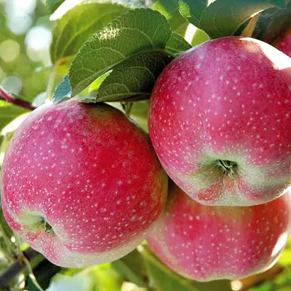 Rozela / Розела