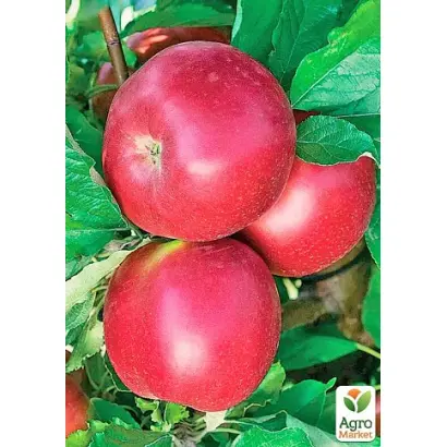 Рубиновое Дуки / Рубінове Дуки