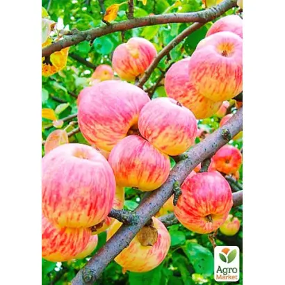 Світанок Млієва