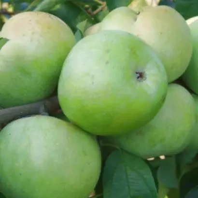 Симиренківець