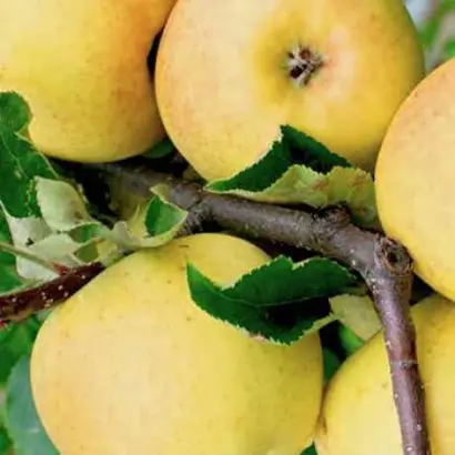 Sirius / Сіріус