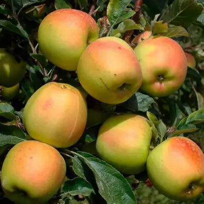 Скифское золото / Скіфське золото