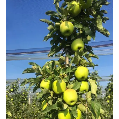 SMERALDA / СМЕРАЛЬДА