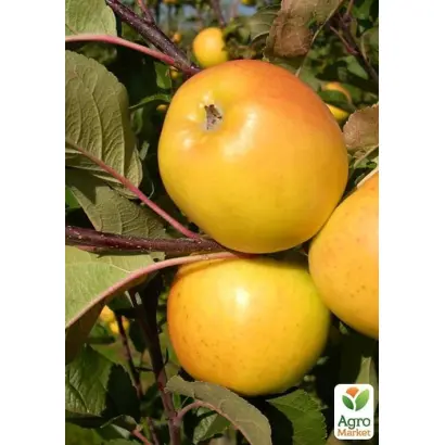 Solaris / Соларіс