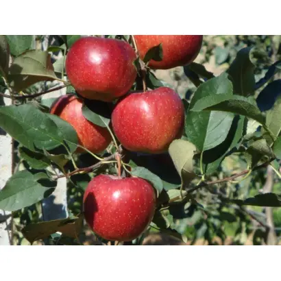 FUJION / ФУДЖІОН