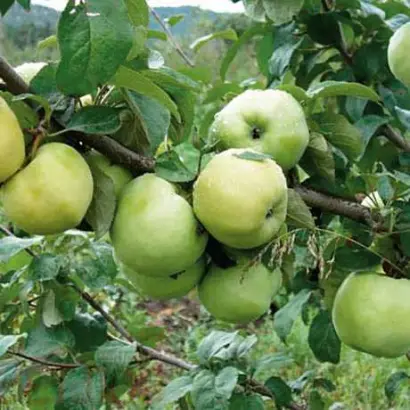 Антоновка обыкновенная / Антонівка звичайна