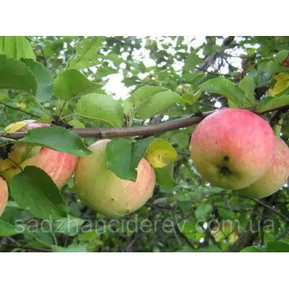 Быстрица / Бистриця