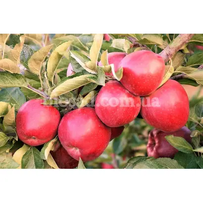 Jonathan / Джонатан