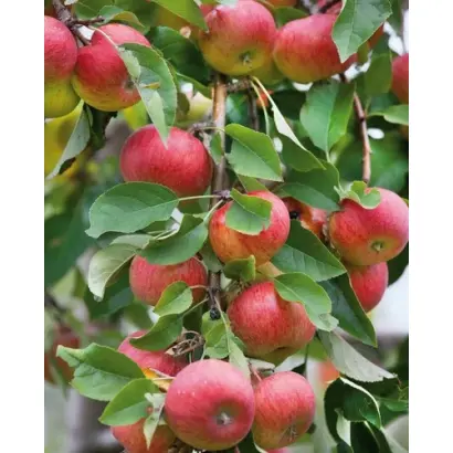 ЕМ-VII / ЄМ-VІІ