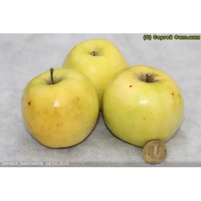 Зимнее лимонное / Зимове лимонне
