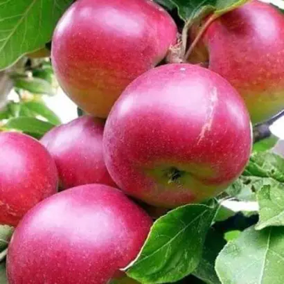 Зоря Подилля / Зоря Поділля