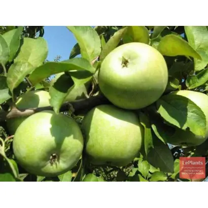 Кальвиль донецкий / Кальвіль донецький