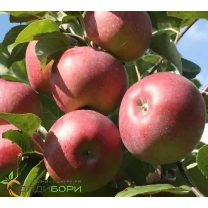 Каразынское / Каразинське