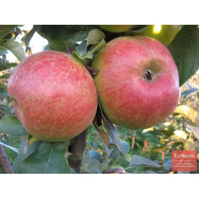 Краснокутское сладкое / Краснокутське солодке