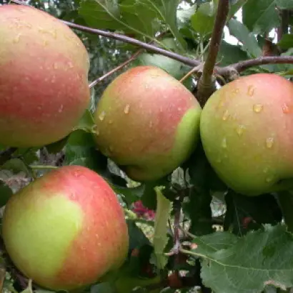 Млеевское летнее / Мліївське літнє