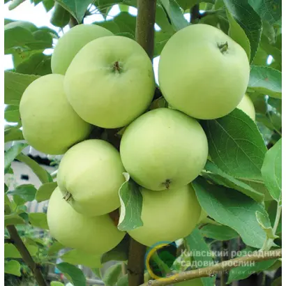 Папировка / Папіровка